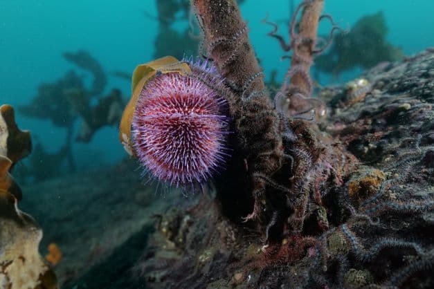 Litahjól með litum hafsins – Skapandi smiðja image